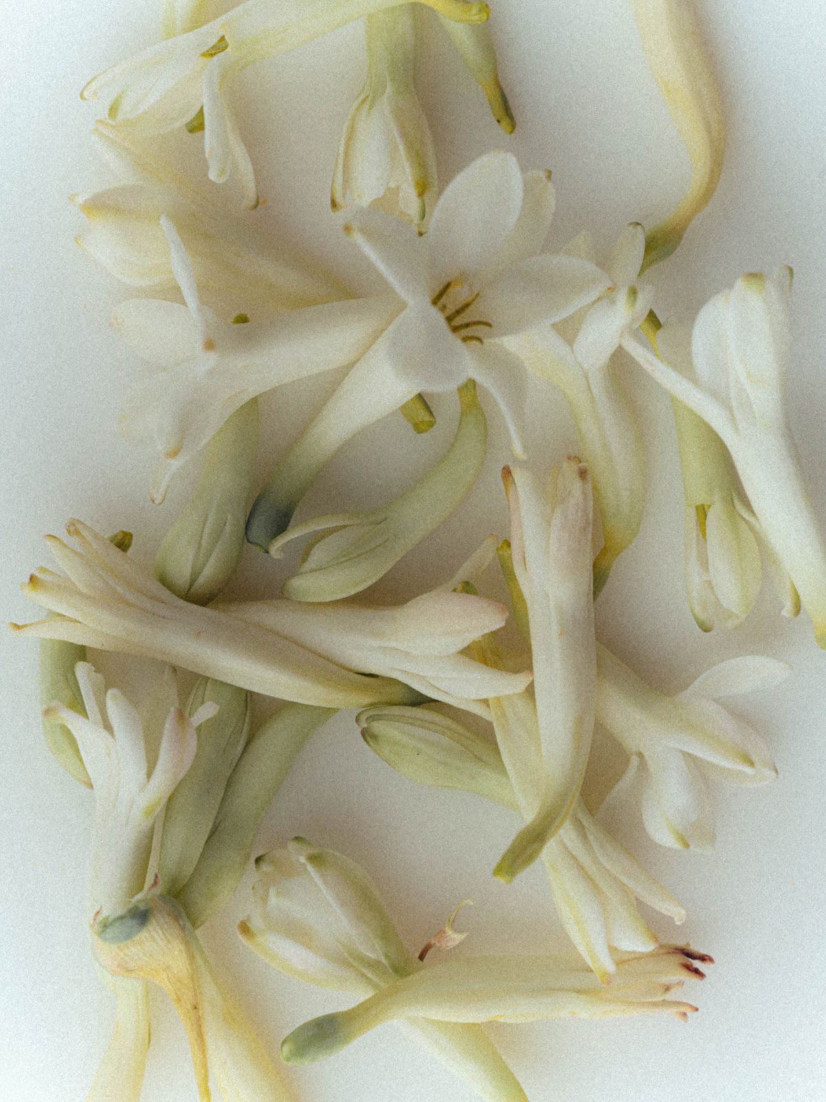 Perfume Ingredients: What’s Actually in the Bottle