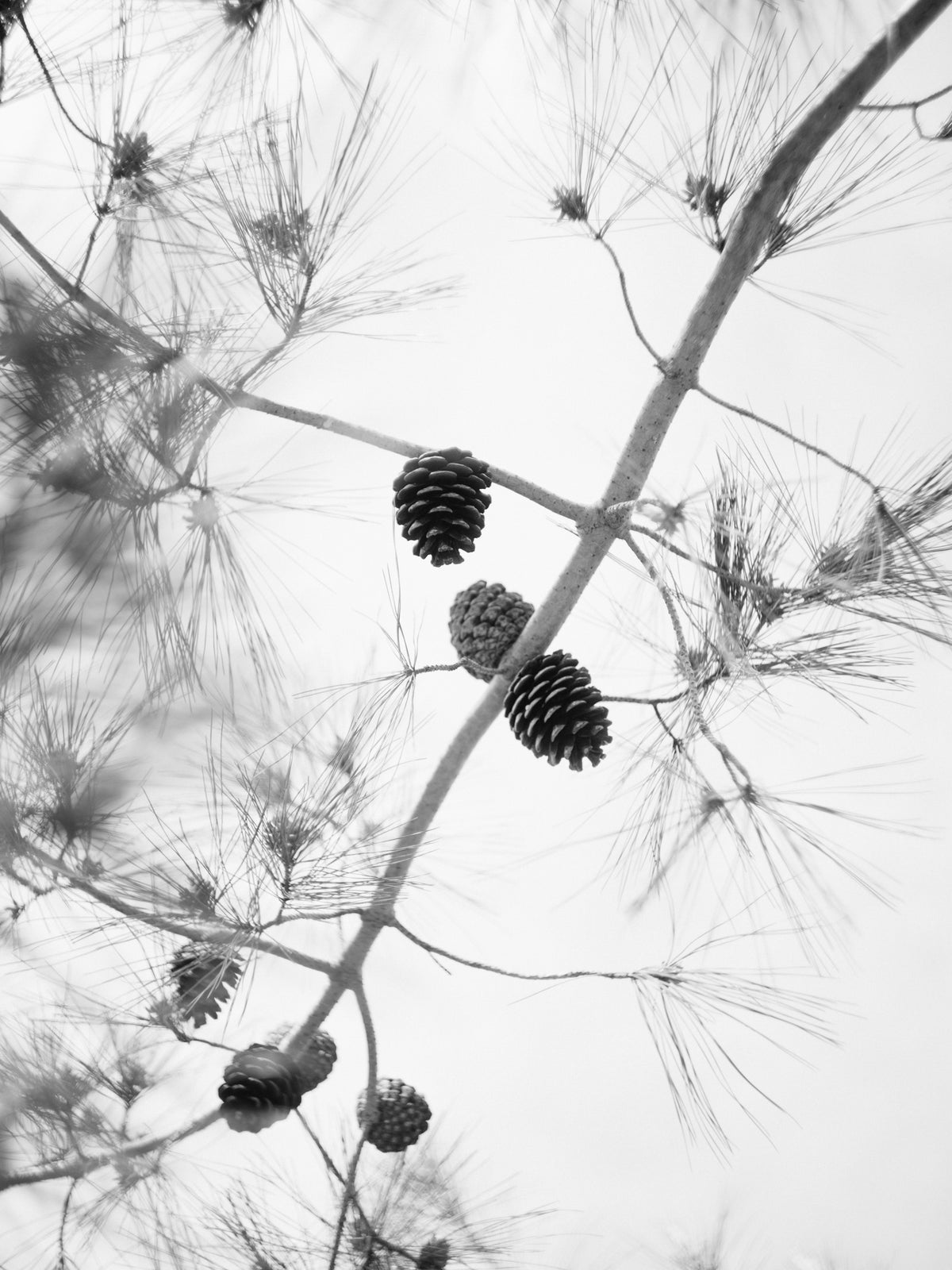 Perfumer stories: <br> Céline Ellena